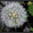 Pusteblume