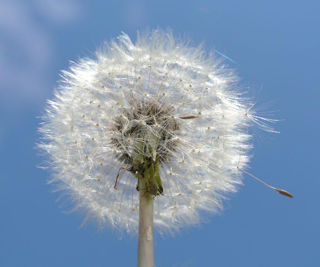 Pusteblume