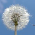 Pusteblume