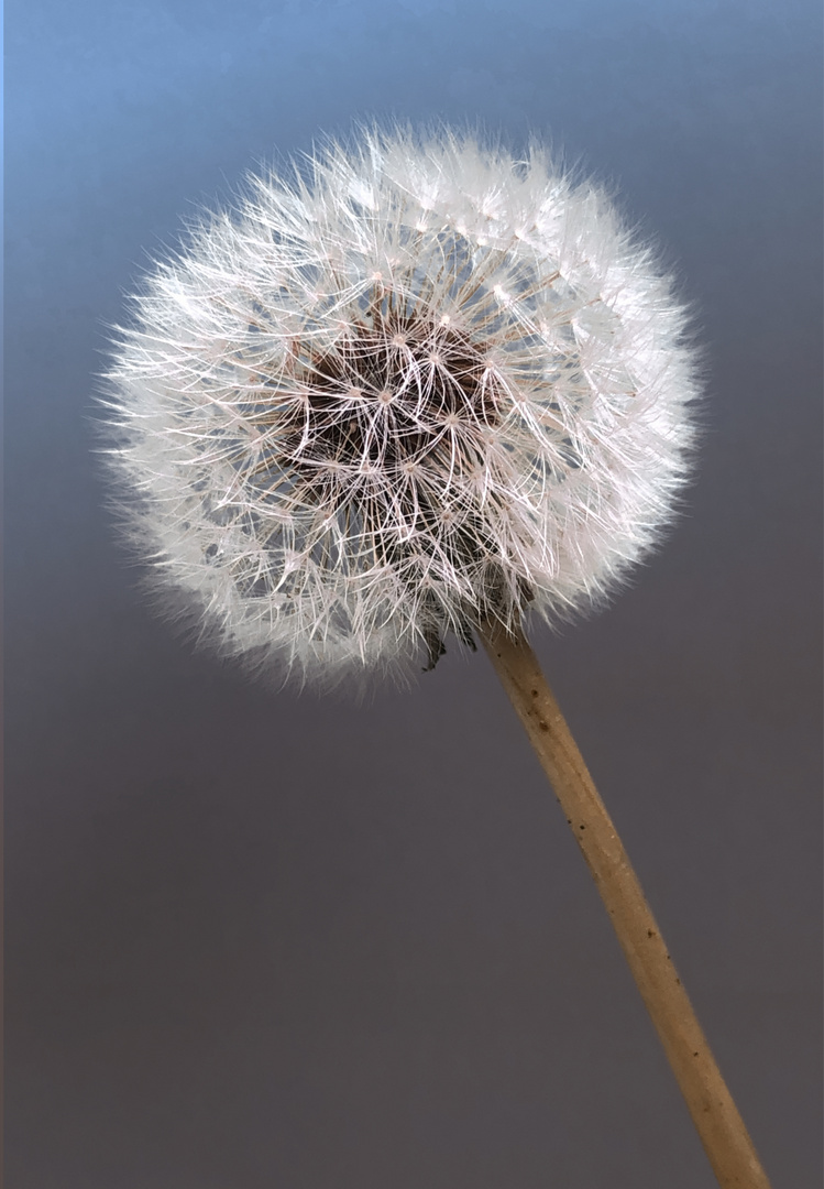 Pusteblume