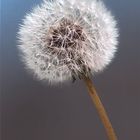 Pusteblume