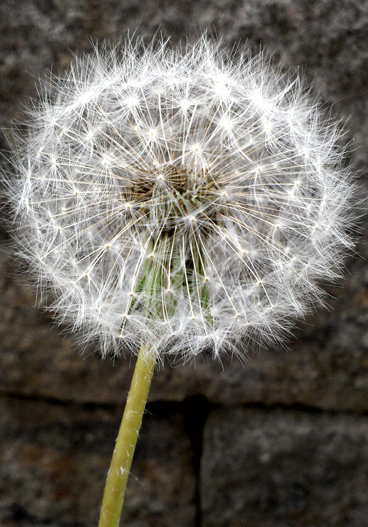 Pusteblume