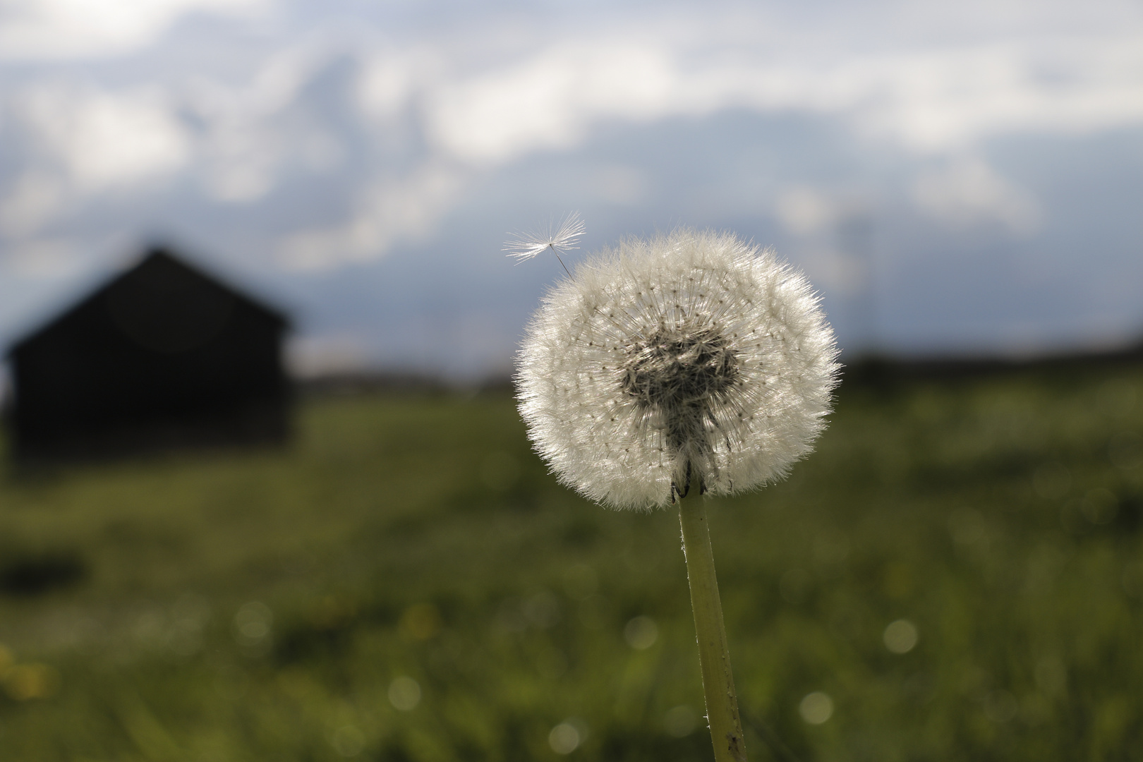 Pusteblume