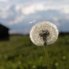 Pusteblume