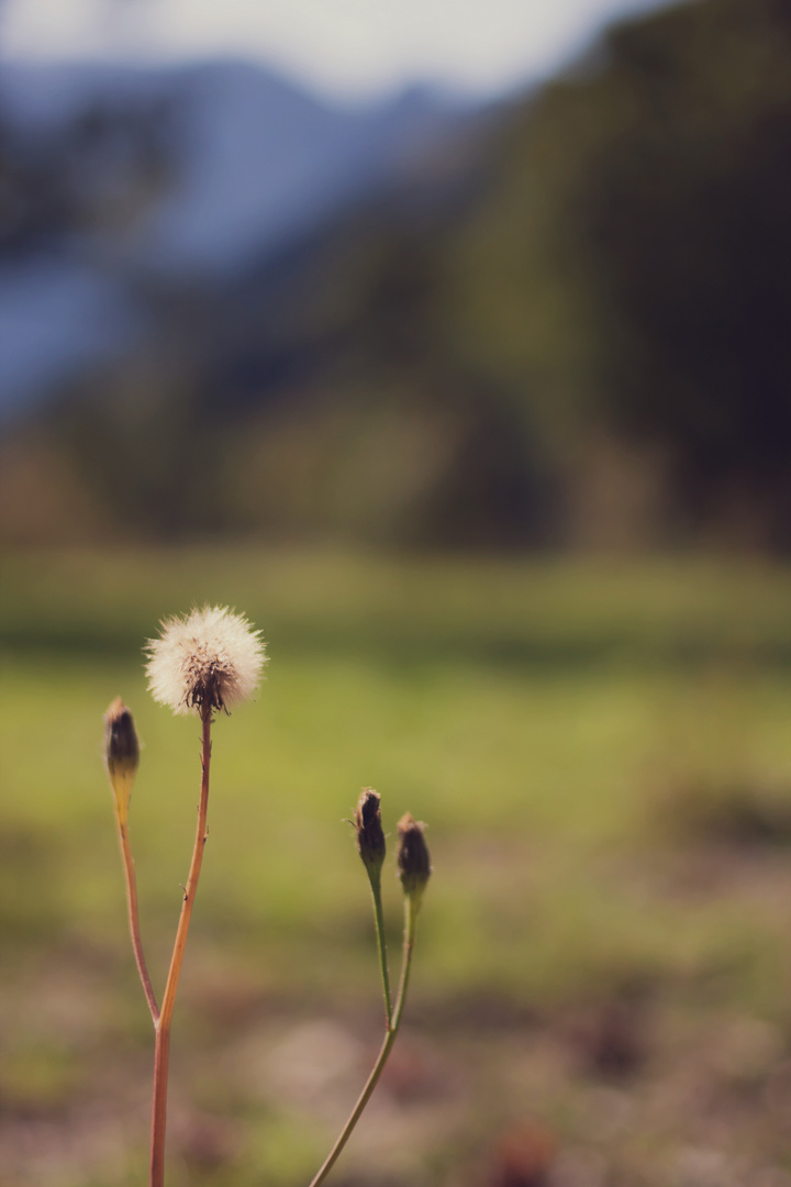 Pusteblume