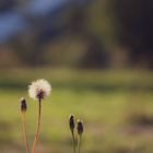 Pusteblume