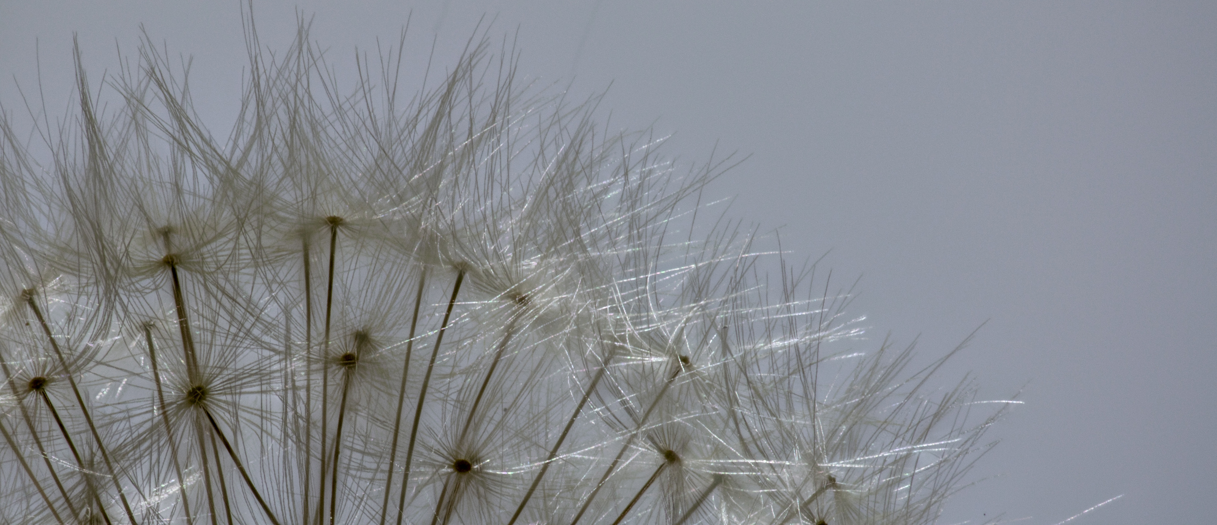 Pusteblume