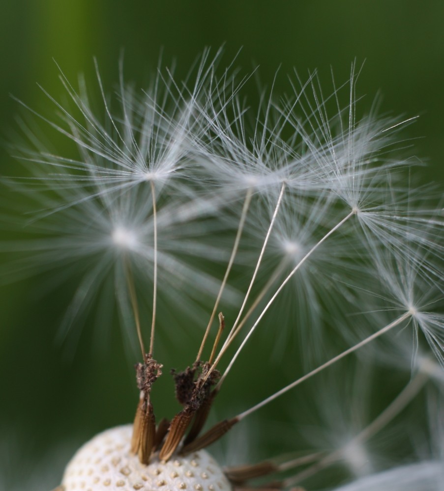 Pusteblume