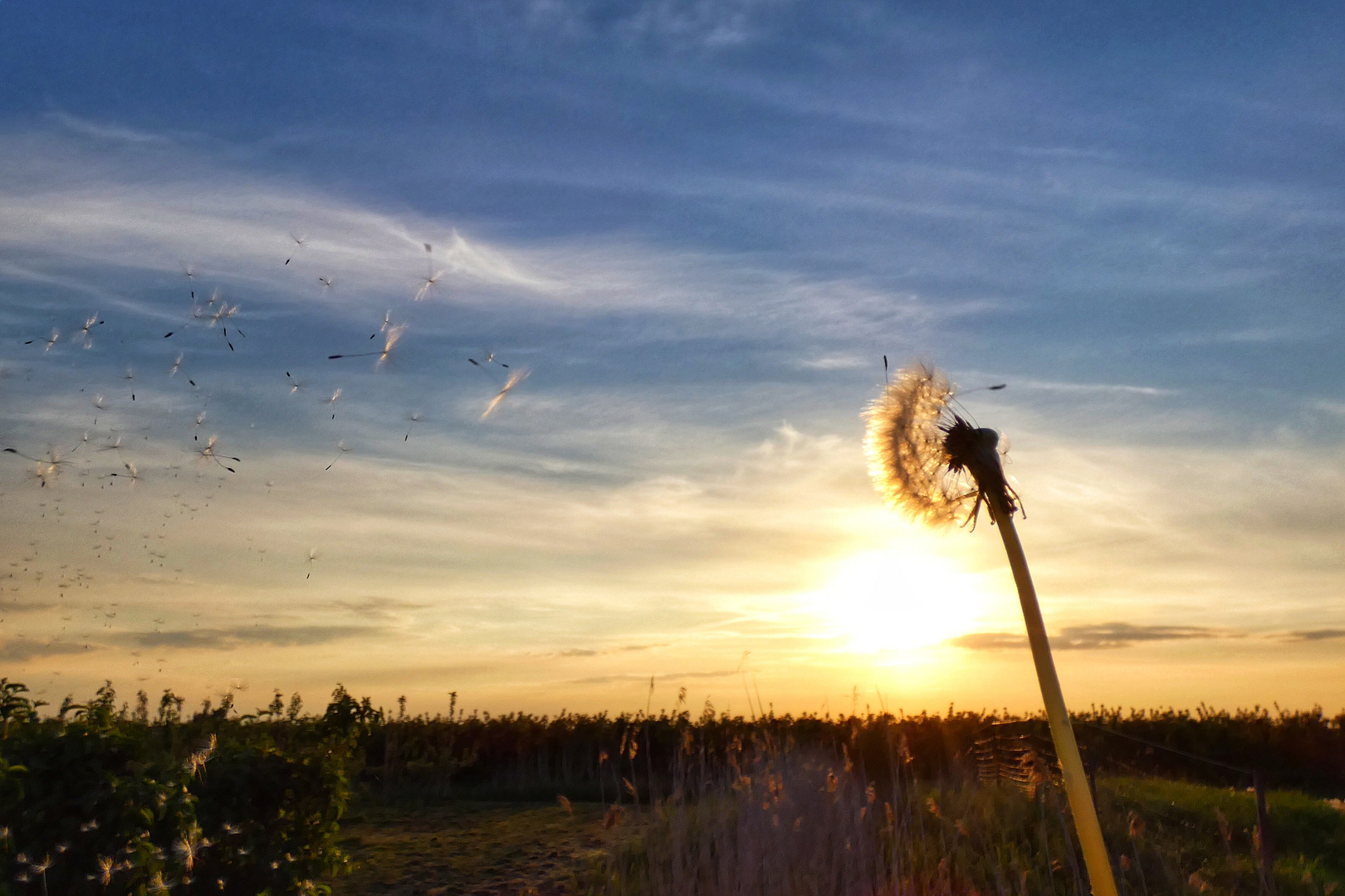 Pusteblume