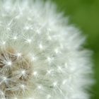 Pusteblume