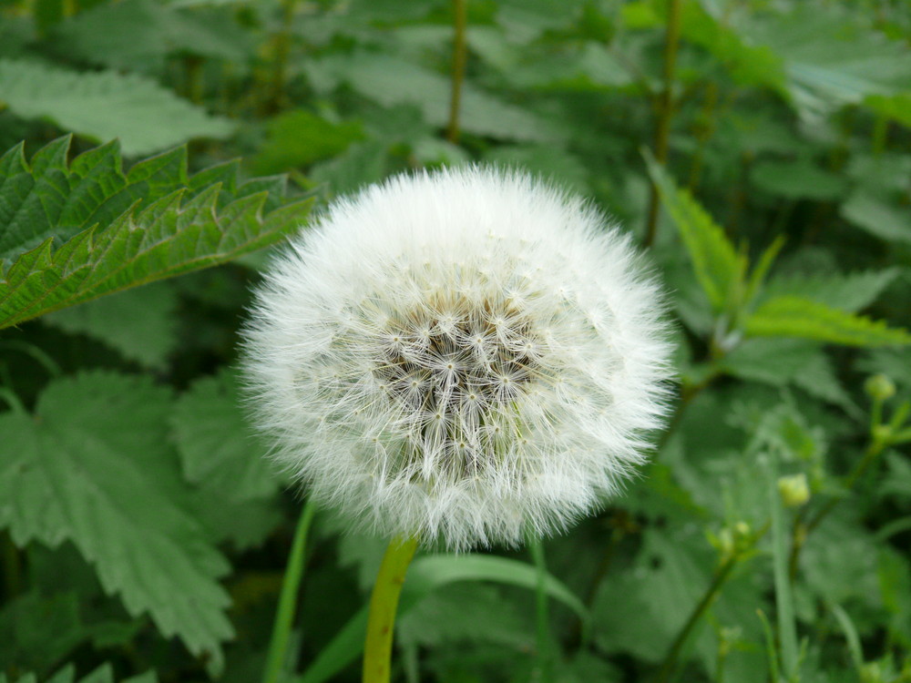 Pusteblume