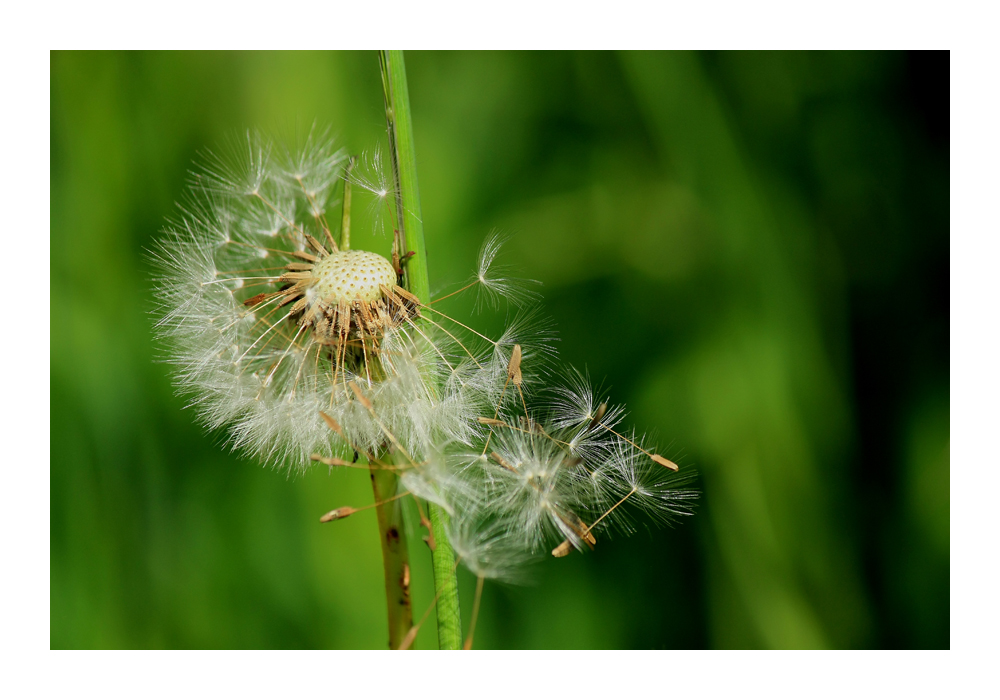 Pusteblume