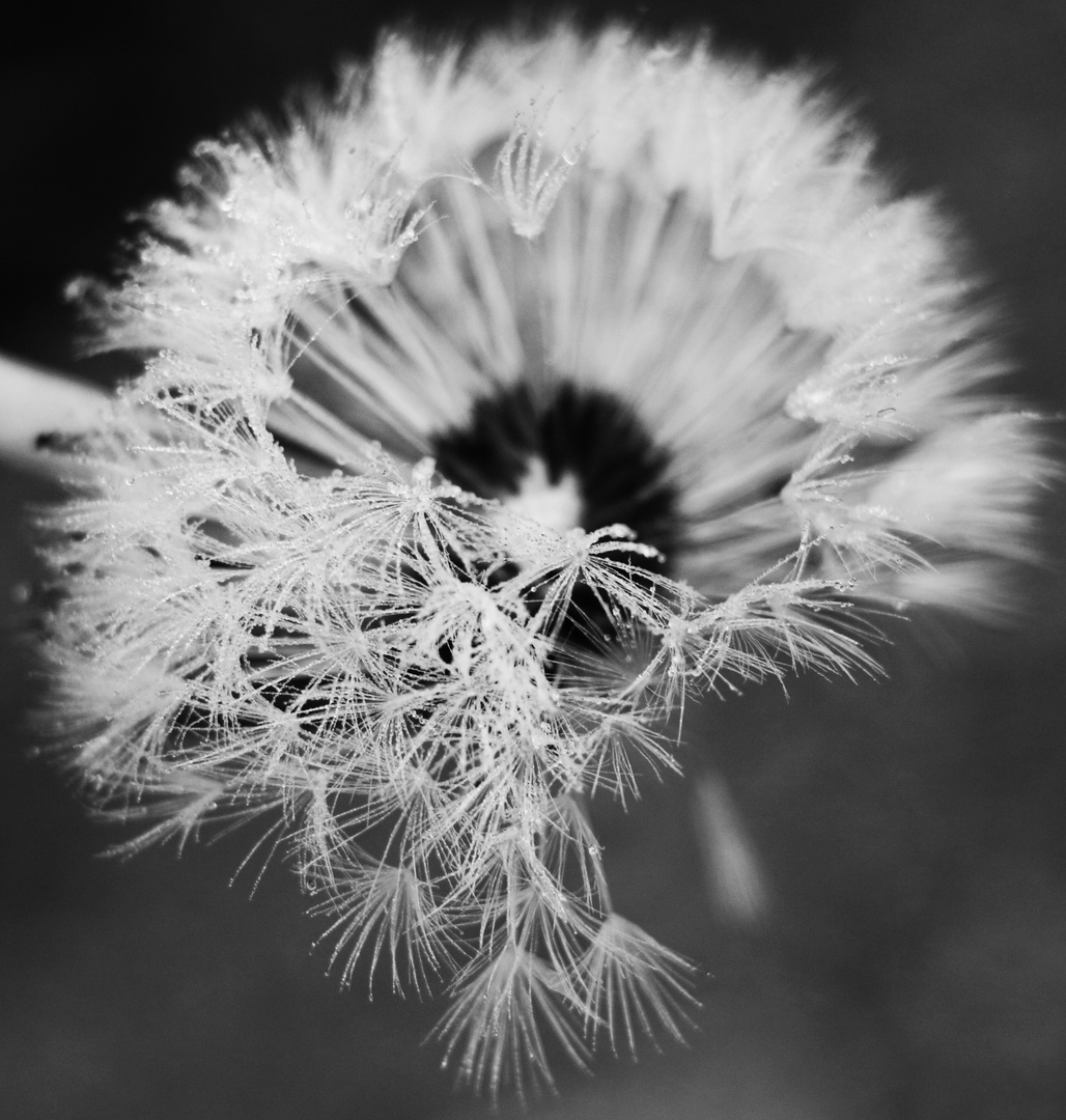 Pusteblume