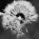 Pusteblume