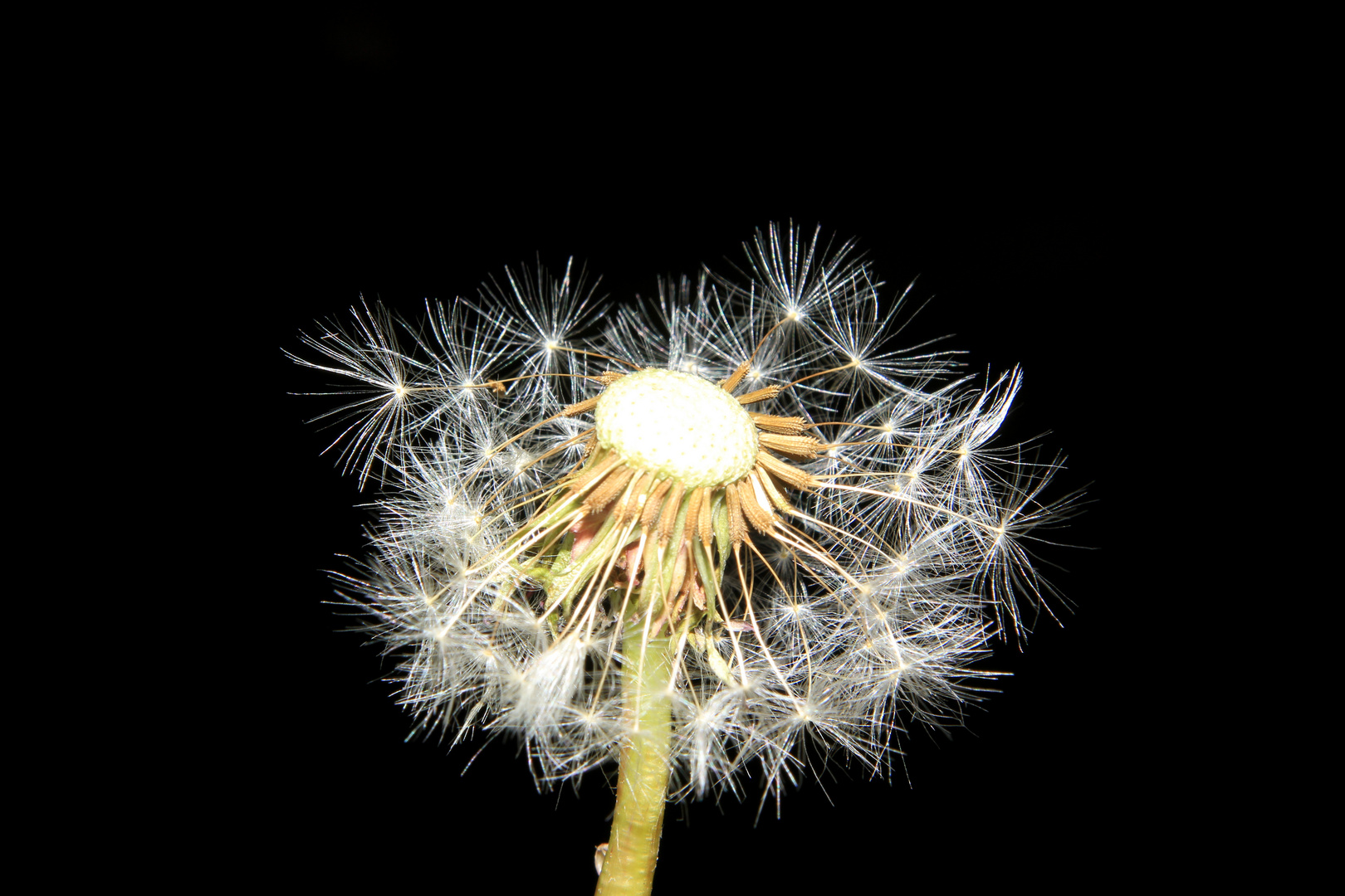 Pusteblume