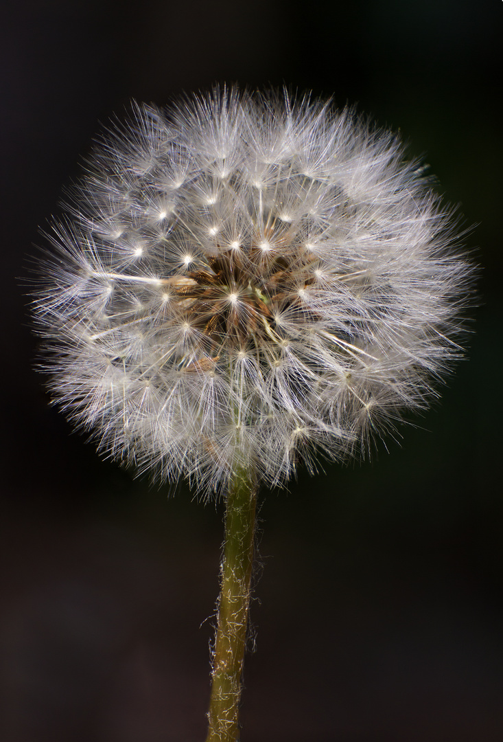 Pusteblume...