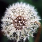 Pusteblume