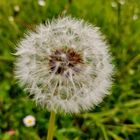 Pusteblume