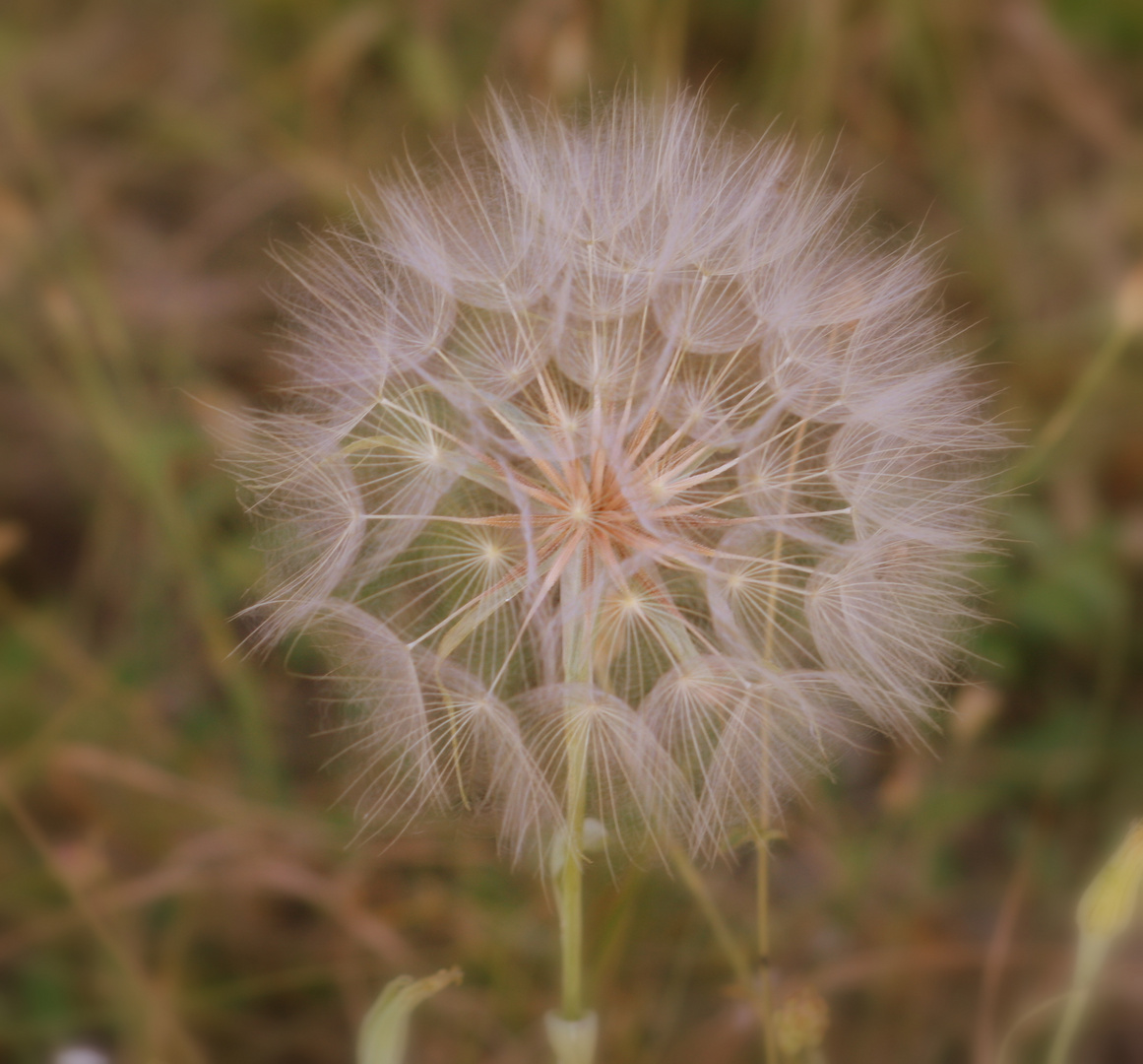 Pusteblume