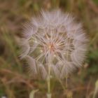 Pusteblume