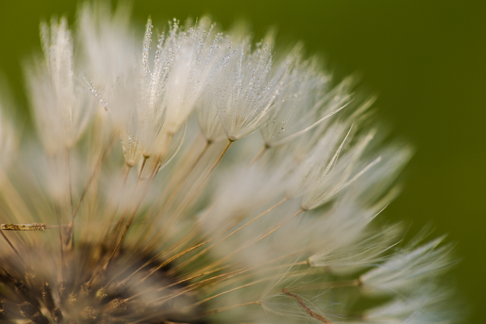 Pusteblume 