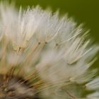 Pusteblume 