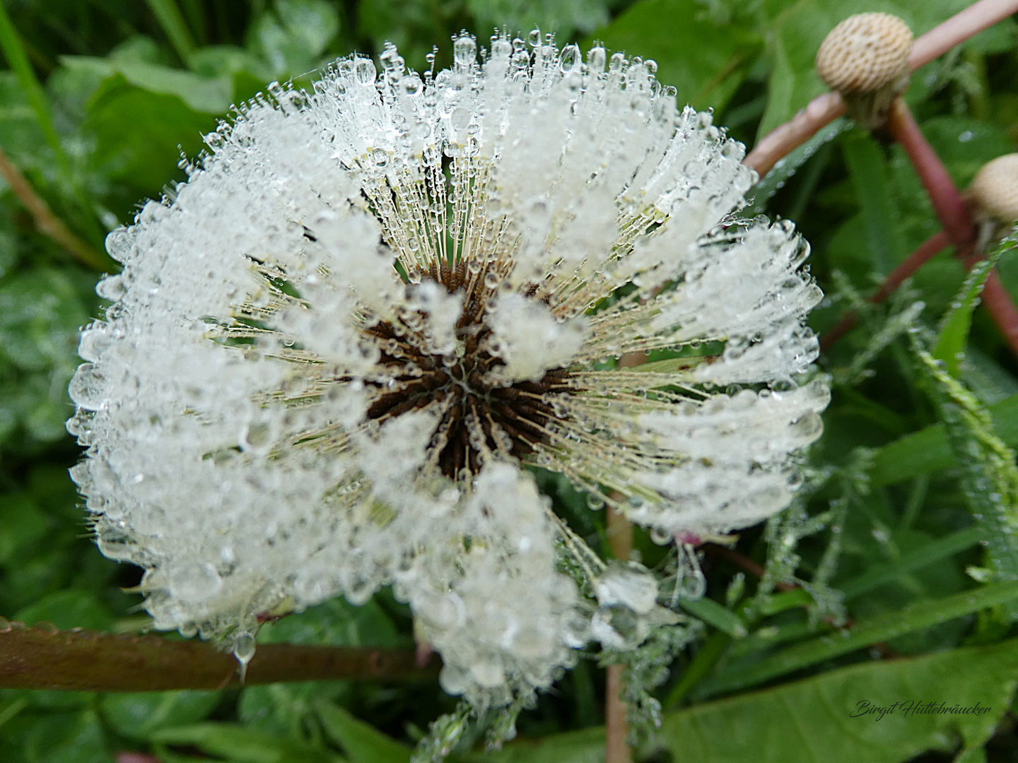 Pusteblume