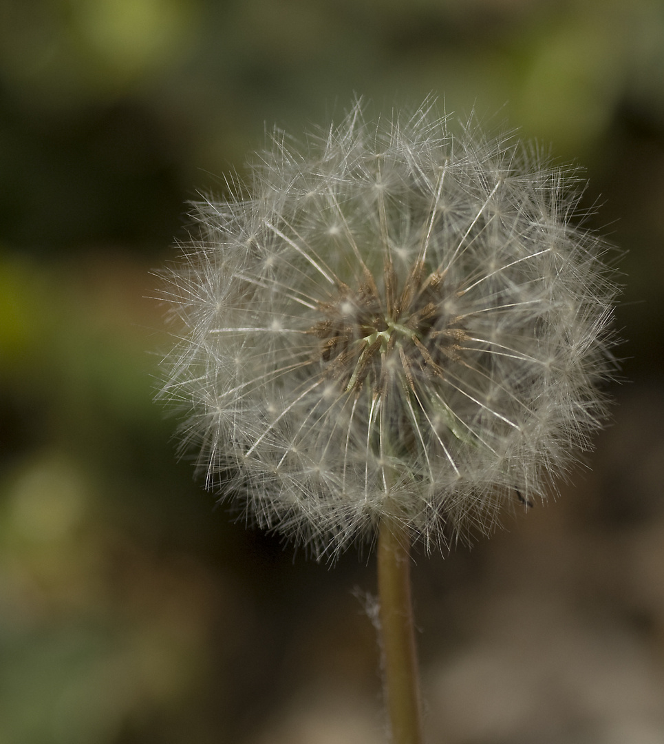 Pusteblume...