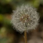 Pusteblume...