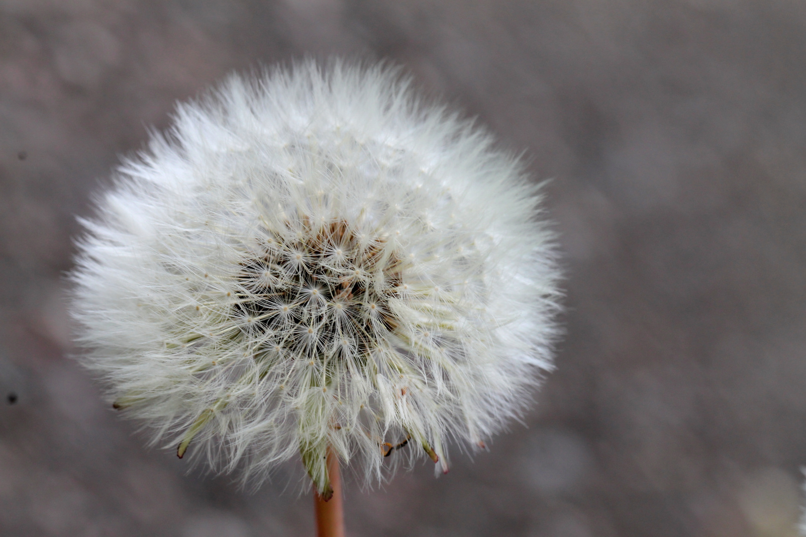 pusteblume