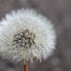 pusteblume