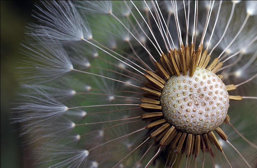 Pusteblume