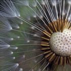 Pusteblume