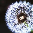 Pusteblume