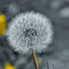 Pusteblume