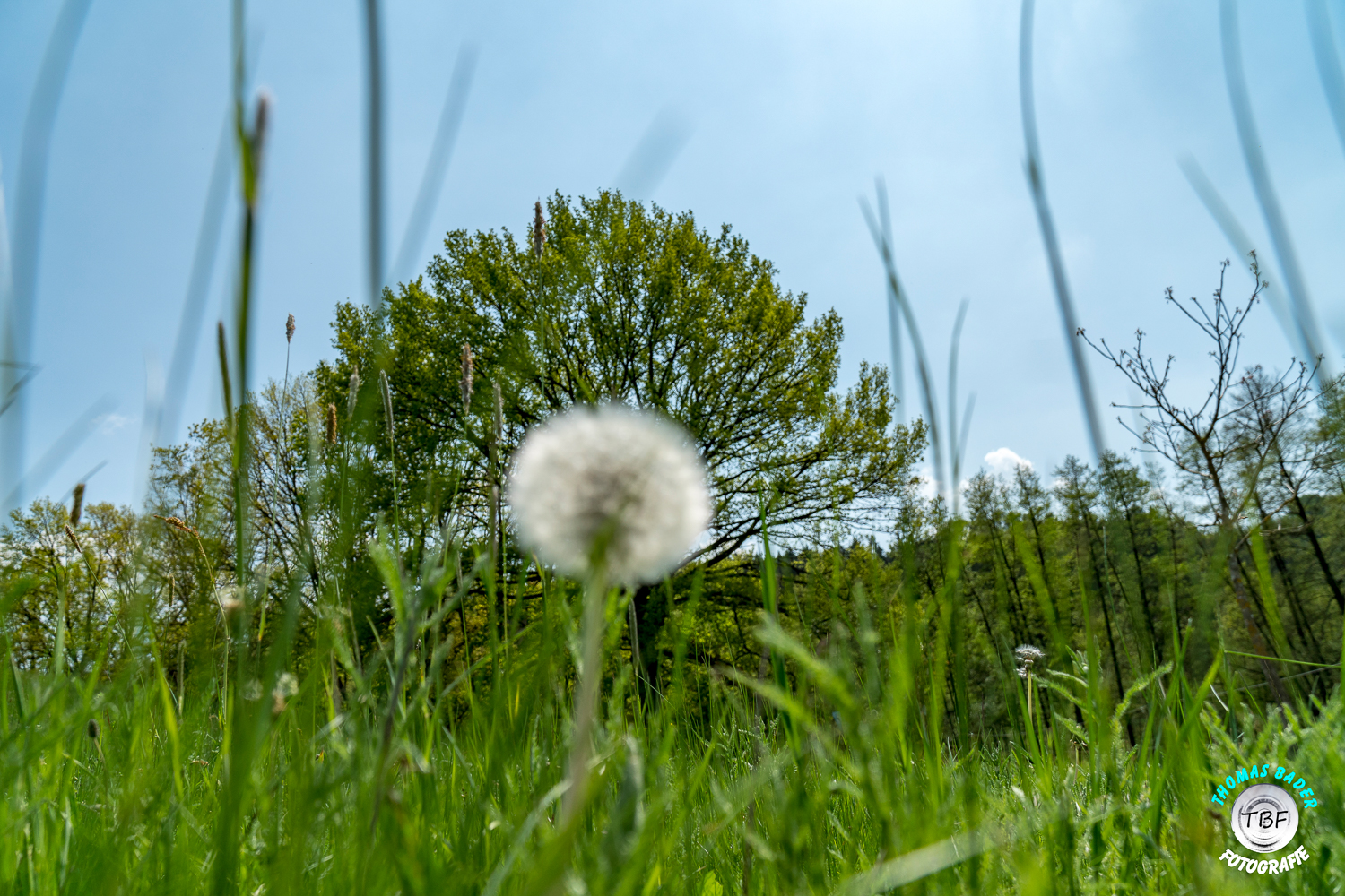 Pusteblume...