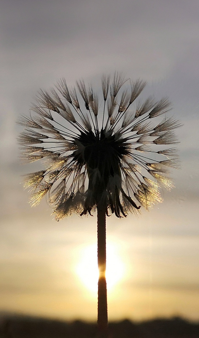 Pusteblume