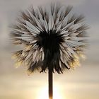 Pusteblume