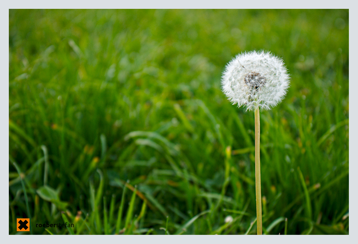 Pusteblume