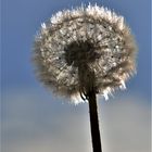 Pusteblume .....