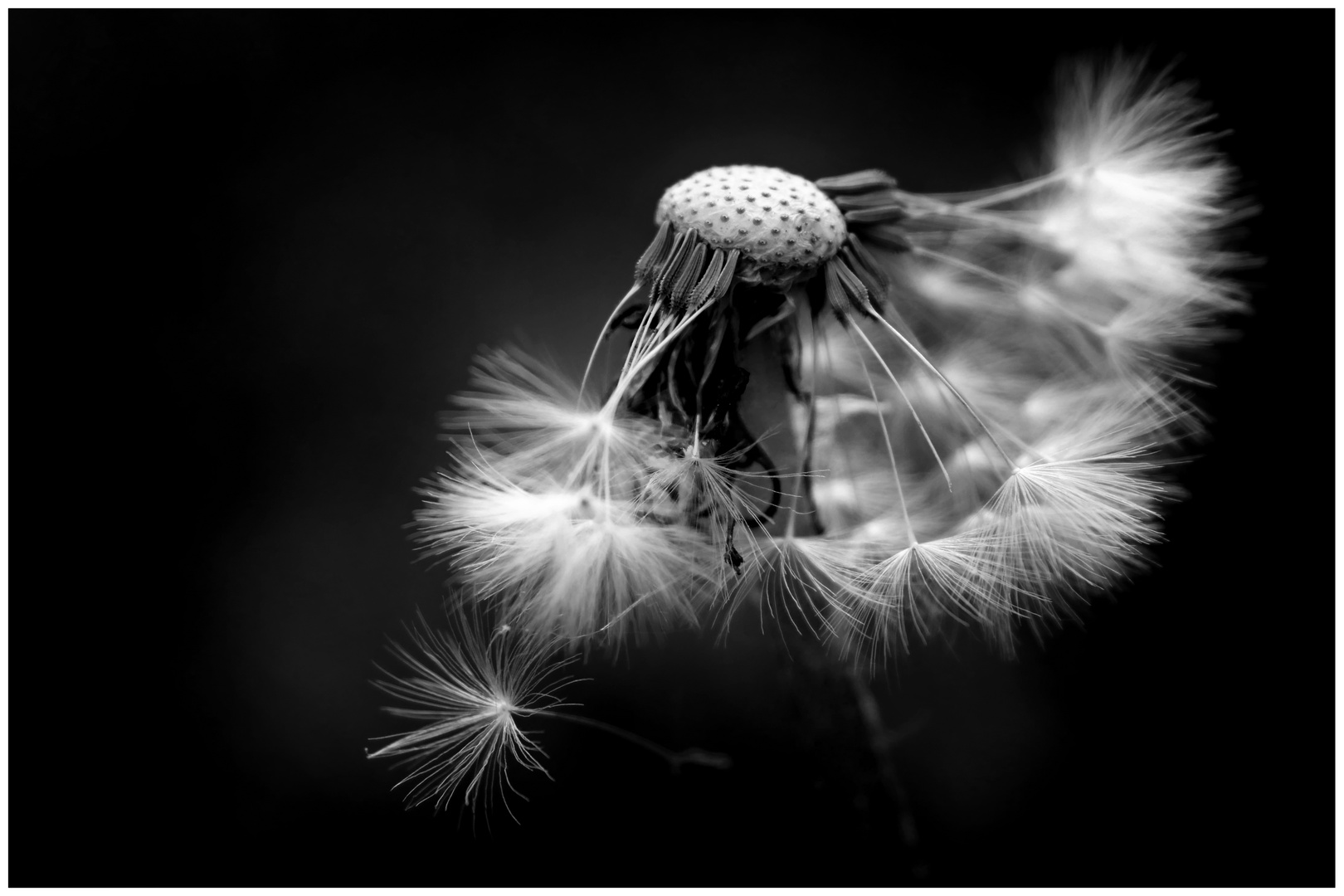 Pusteblume