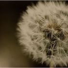 Pusteblume