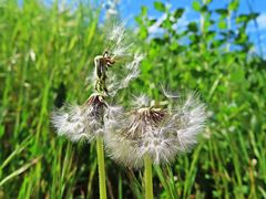 Pusteblume