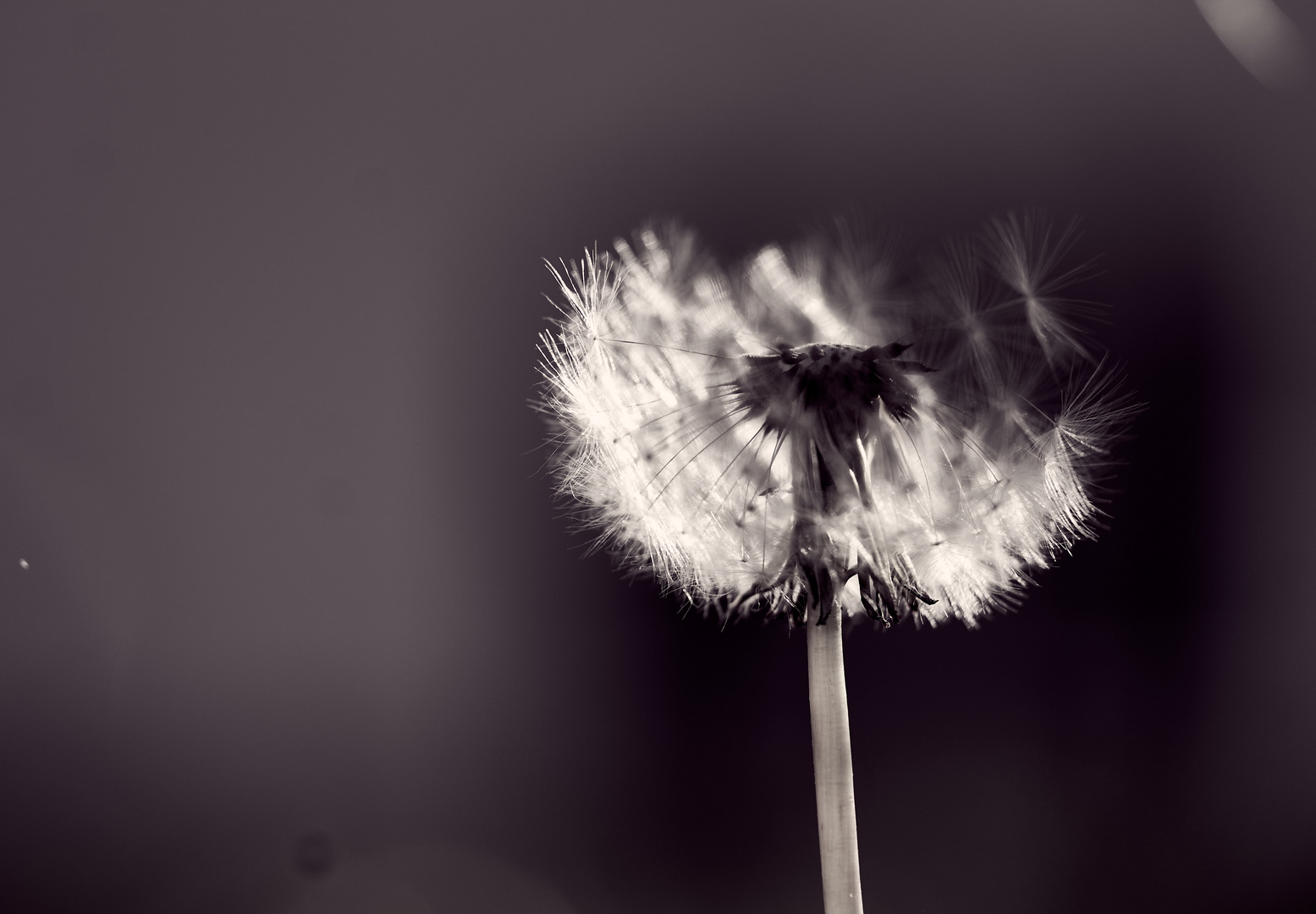 Pusteblume