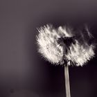 Pusteblume