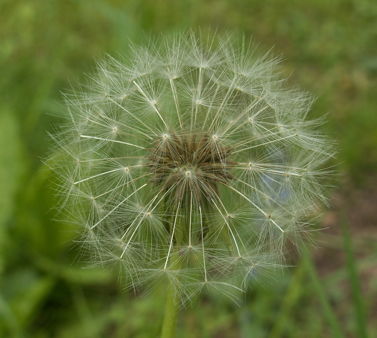 Pusteblume