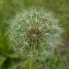 Pusteblume