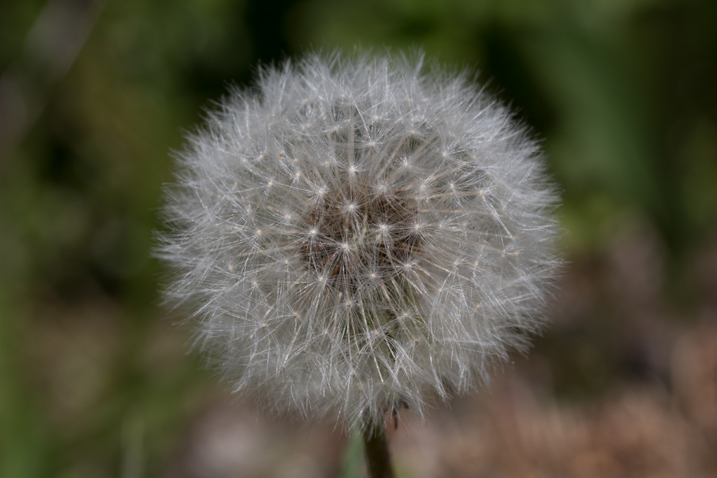 Pusteblume