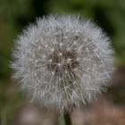 Pusteblume