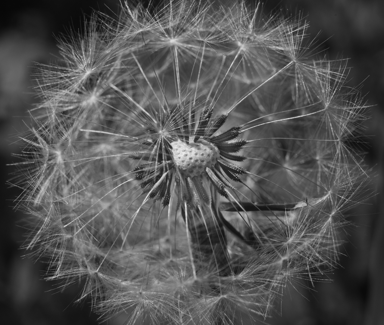 Pusteblume